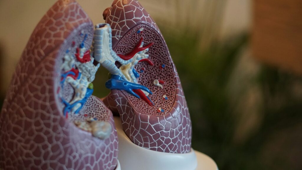 A close-up of an anatomical model of the human lungs.