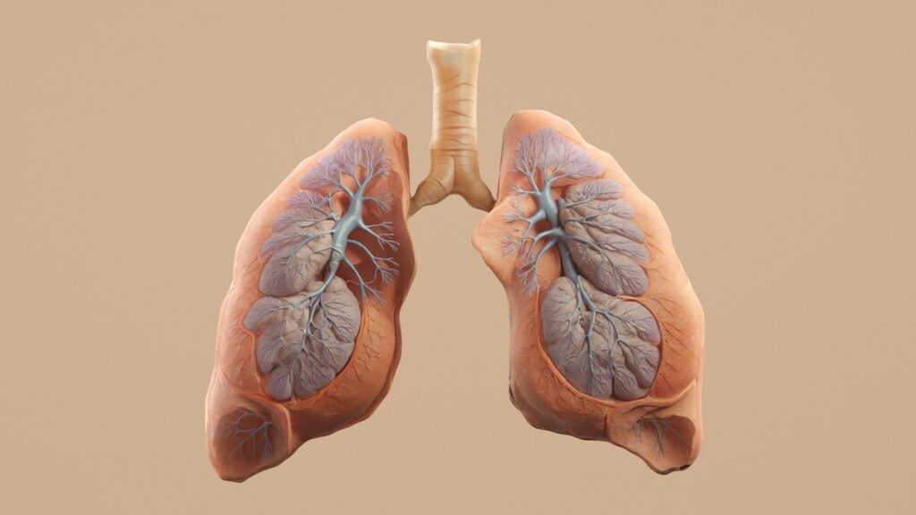 An illustration of the human lungs and bronchial tubes.